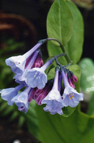 Mertensia virginica